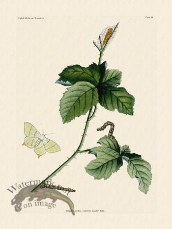 Wilkes Butterflies 039